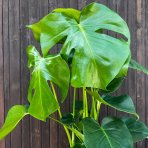 Monstera skvelá (Monstera deliciosa) - výška 40-45 cm, kont. C1.5L
